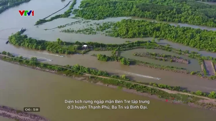 rừng ngập mặn thạnh phú - Hình 4