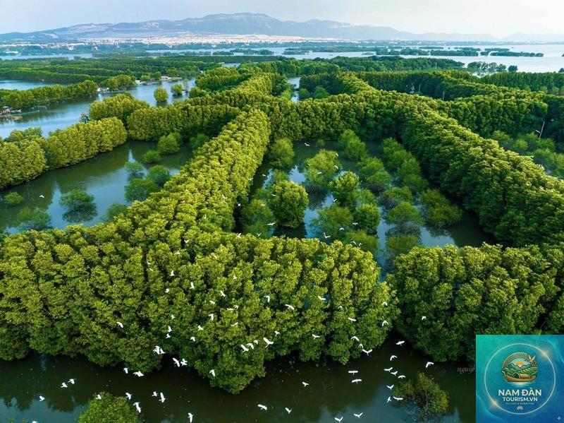rừng ngập nước cồn chim - Hình 4