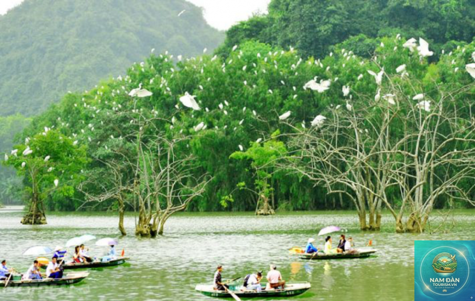 rừng ngập nước cồn chim - Hình 5