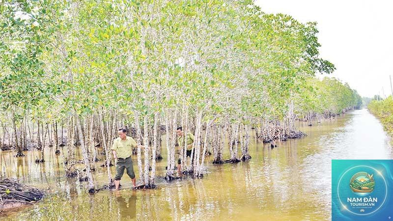 rừng phòng hộ ven biển bạc liêu - Hình 5