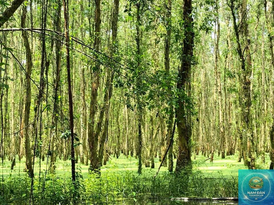 rừng tràm gáo giồng - Hình 2