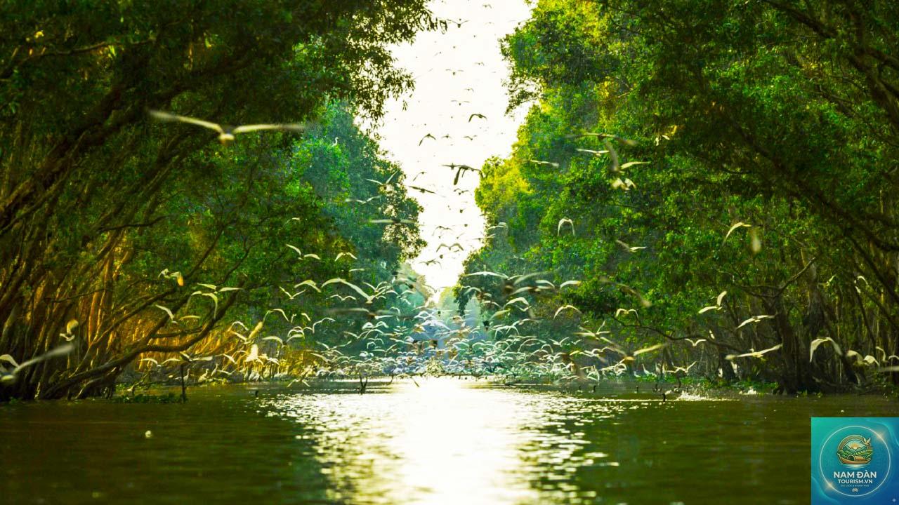 rừng tràm tam nông - Hình 5