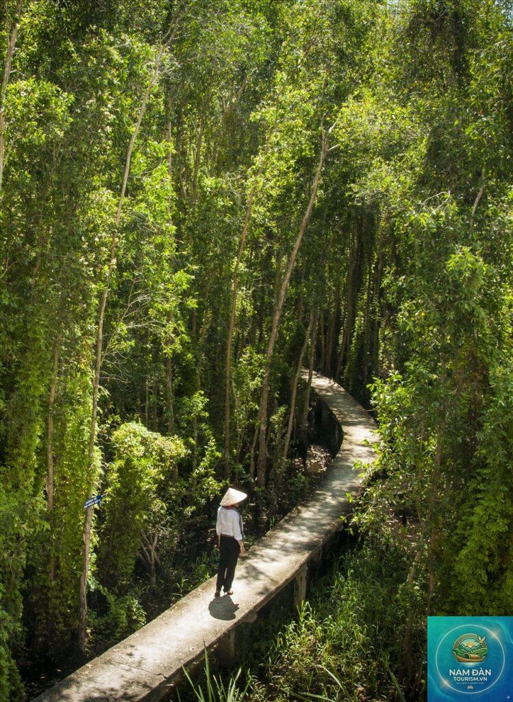rừng tràm tân lập