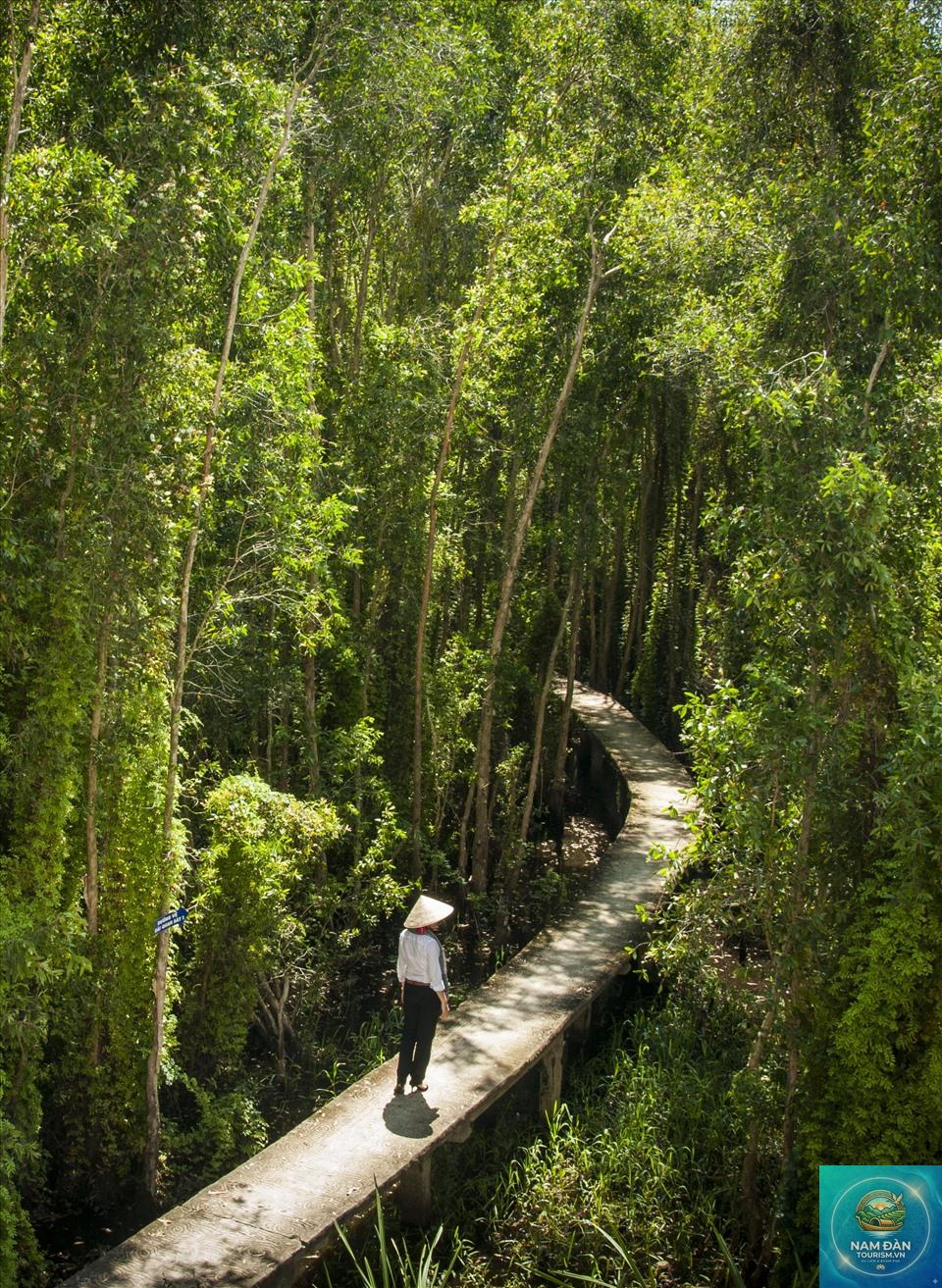 rừng tràm tân lập - Hình 1