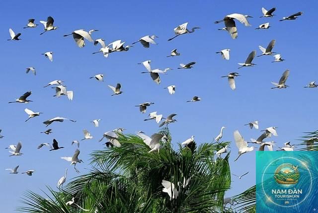 sân chim bạc liêu - Hình 3