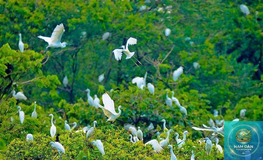 sân chim vàm hồ - Hình 5