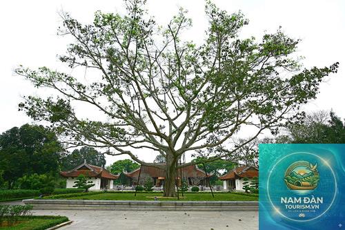 sân vận động làng sen - Hình 4