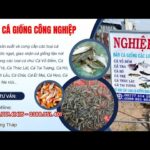 trại cá giống đồng tháp