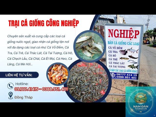 trại cá giống đồng tháp