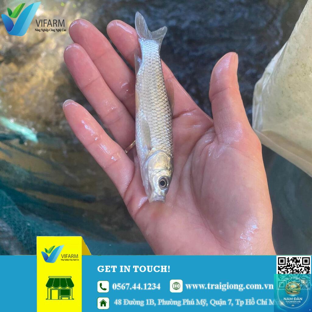trại cá giống hồng ngự