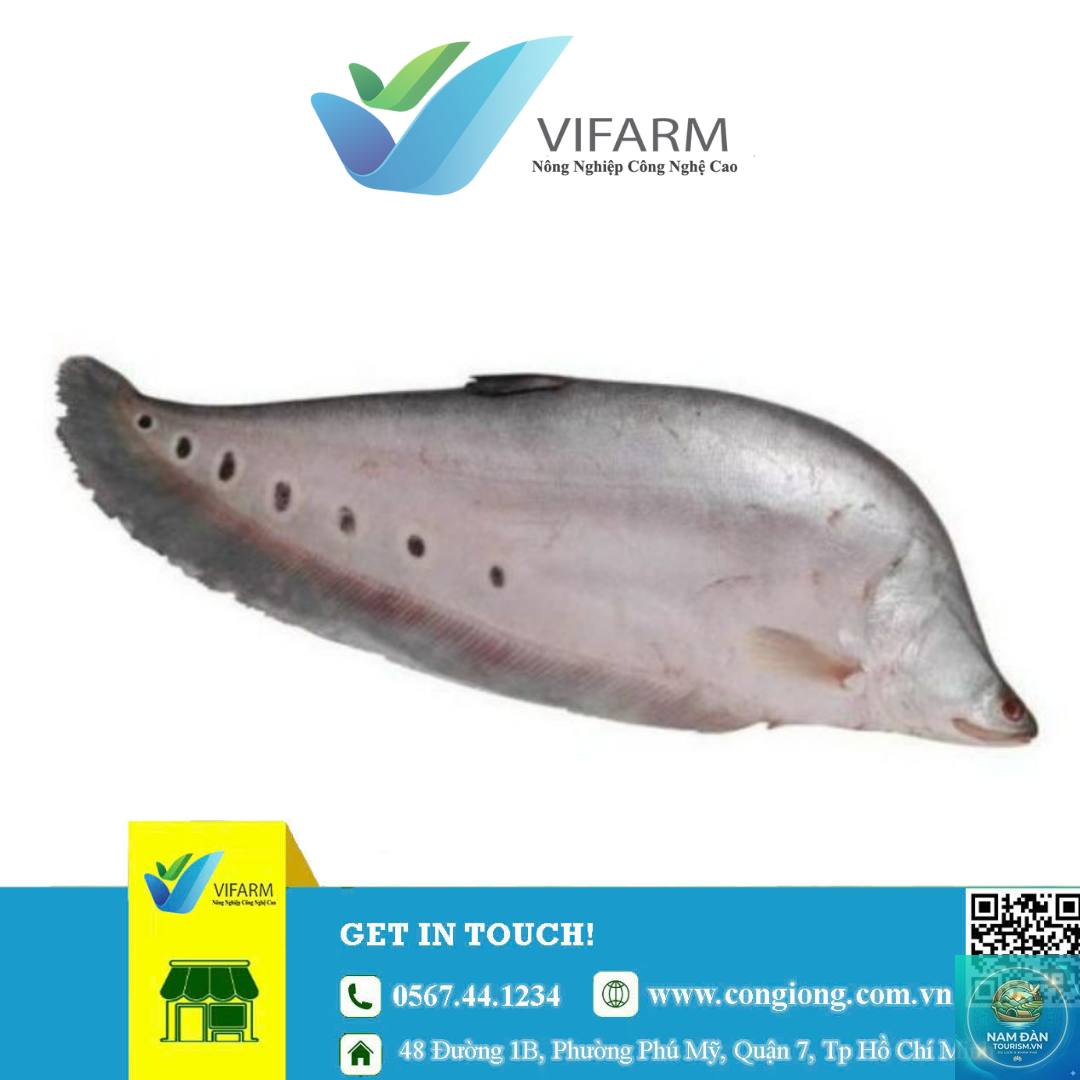 trại cá giống hồng ngự - Hình 3