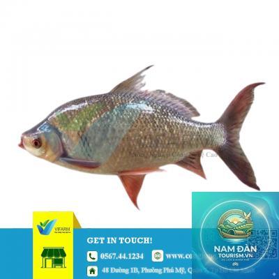 trại cá giống lấp vò - Hình 3