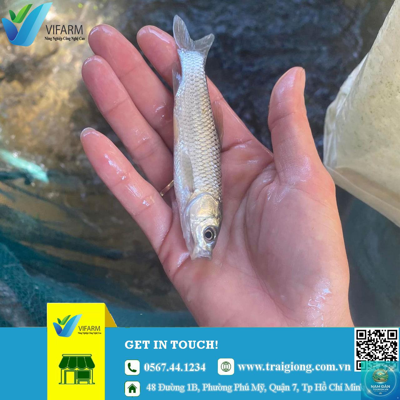 trại cá giống lấp vò - Hình 1