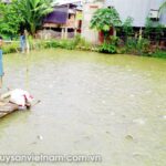 Trại giống thủy sản Tam Nông – Địa chỉ cung cấp con giống chất lượng cao cho vùng Đồng Tháp Mười trại giống thủy sản tam nông