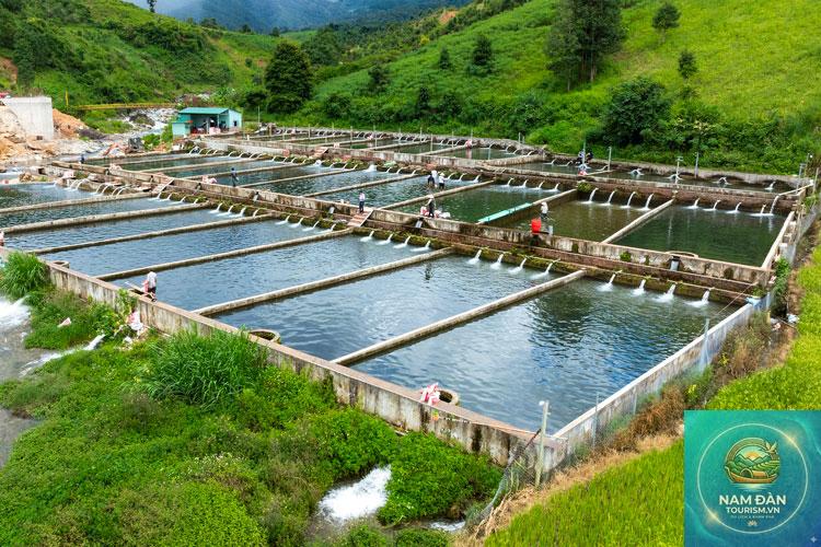 trại giống thủy sản tam nông - Hình 4