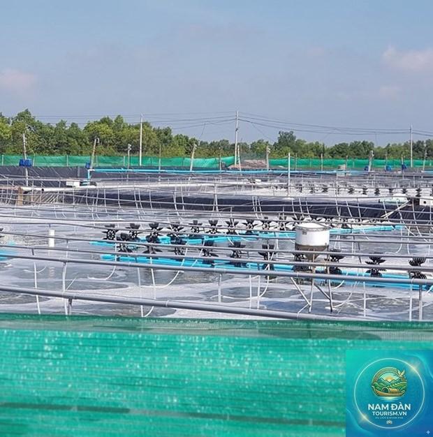 trại tôm công nghệ cao bạc liêu - Hình 2