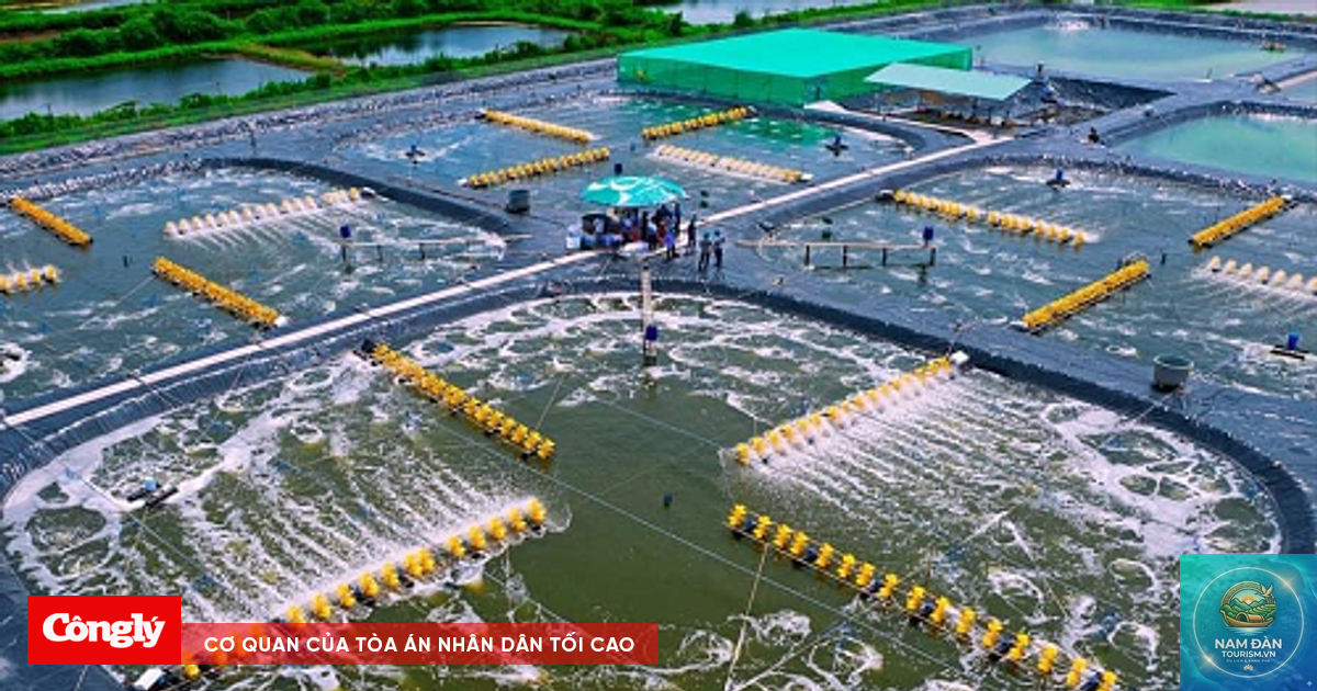trại tôm công nghệ cao bạc liêu - Hình 3