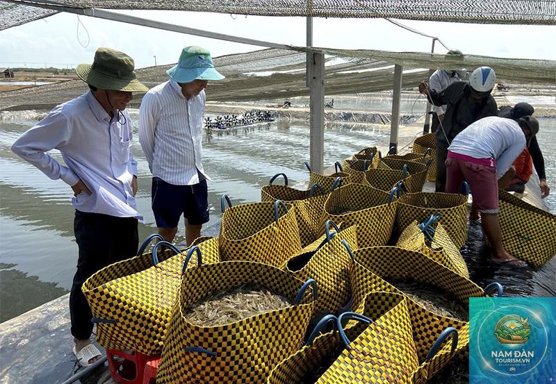 trại tôm vĩnh châu - Hình 4