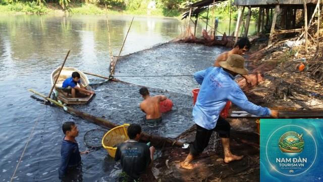vùng nuôi cá lóc đồng tháp - Hình 1