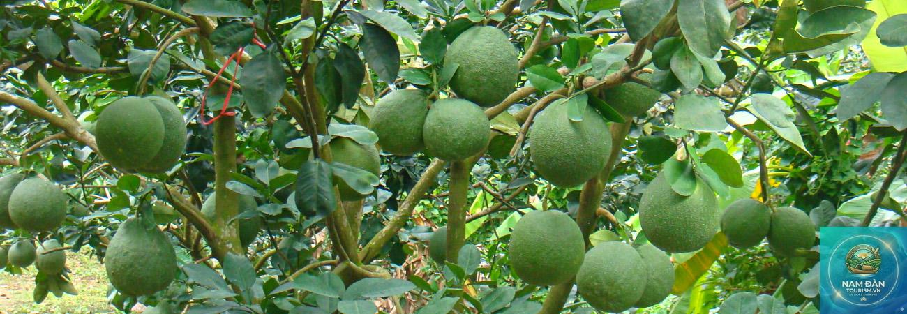 vườn bưởi da xanh bến tre - Hình 2