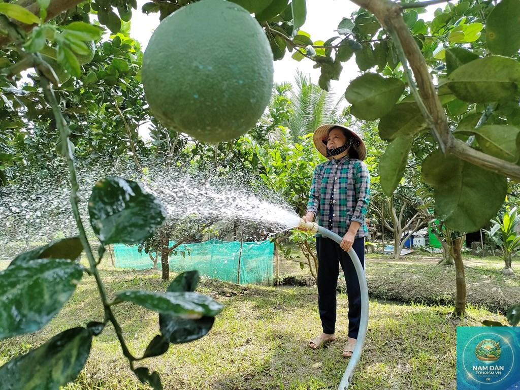vườn bưởi da xanh bến tre - Hình 3