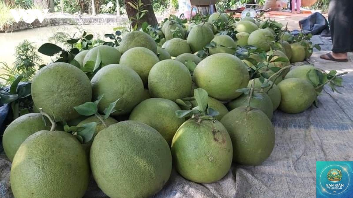 vườn bưởi da xanh bến tre - Hình 4