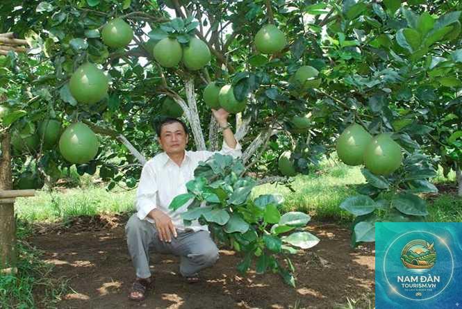 vườn bưởi da xanh bến tre - Hình 5