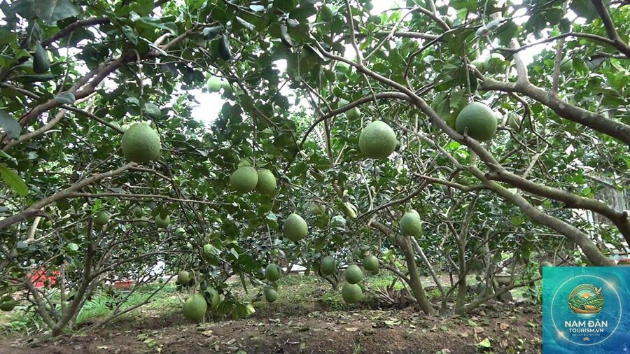 vườn bưởi da xanh bến tre
