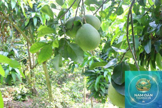 vườn bưởi lông cổ cò - Hình 3