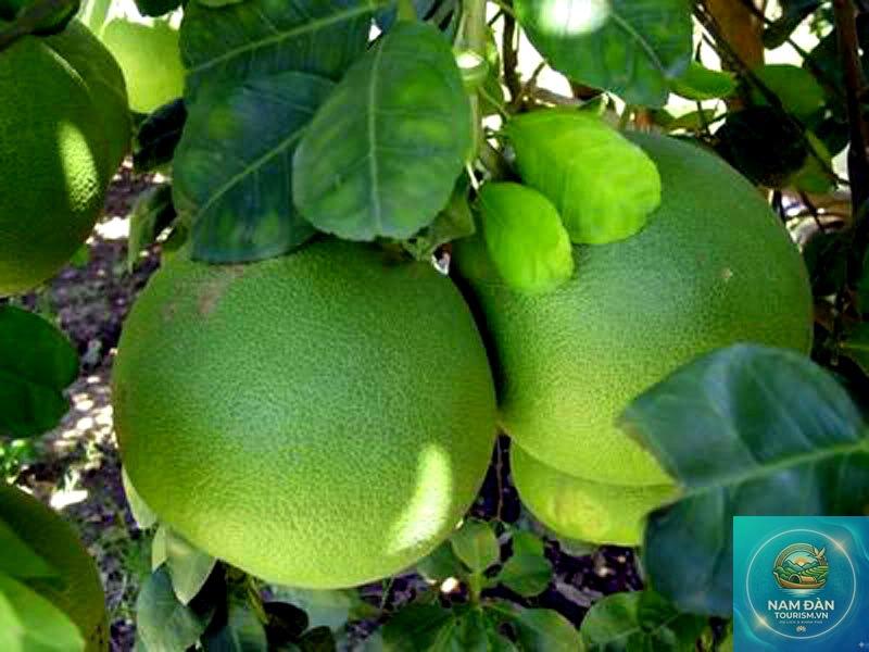 vườn bưởi lông cổ cò - Hình 4