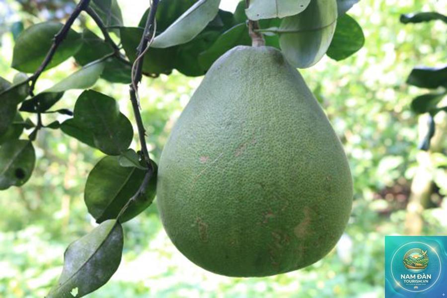 vườn bưởi lông cổ cò - Hình 5