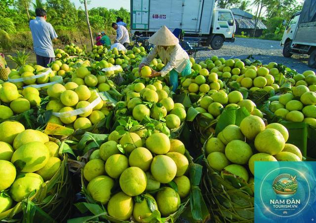 vườn bưởi năm roi bình minh - Hình 3