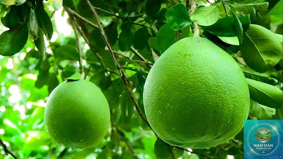 vườn bưởi năm roi bình minh - Hình 1