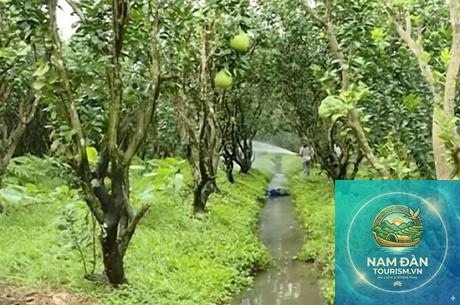 vườn bưởi năm roi vĩnh long - Hình 3