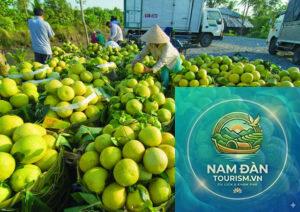 vườn bưởi năm roi vĩnh long