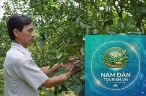 vườn cam xoàn đồng tháp