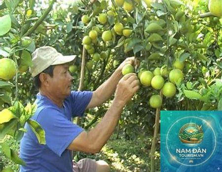 vườn cam xoàn đồng tháp - Hình 3