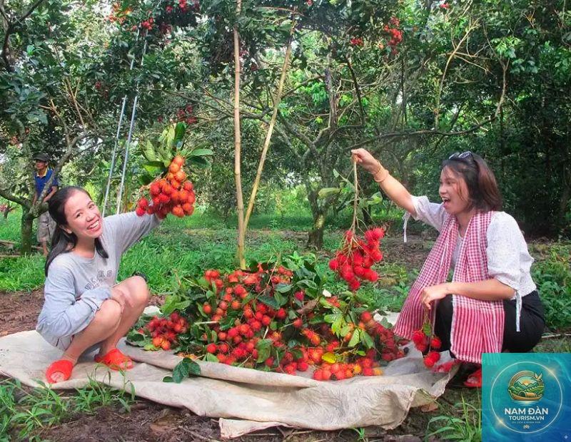 vườn cây ăn trái ba tri - Hình 5