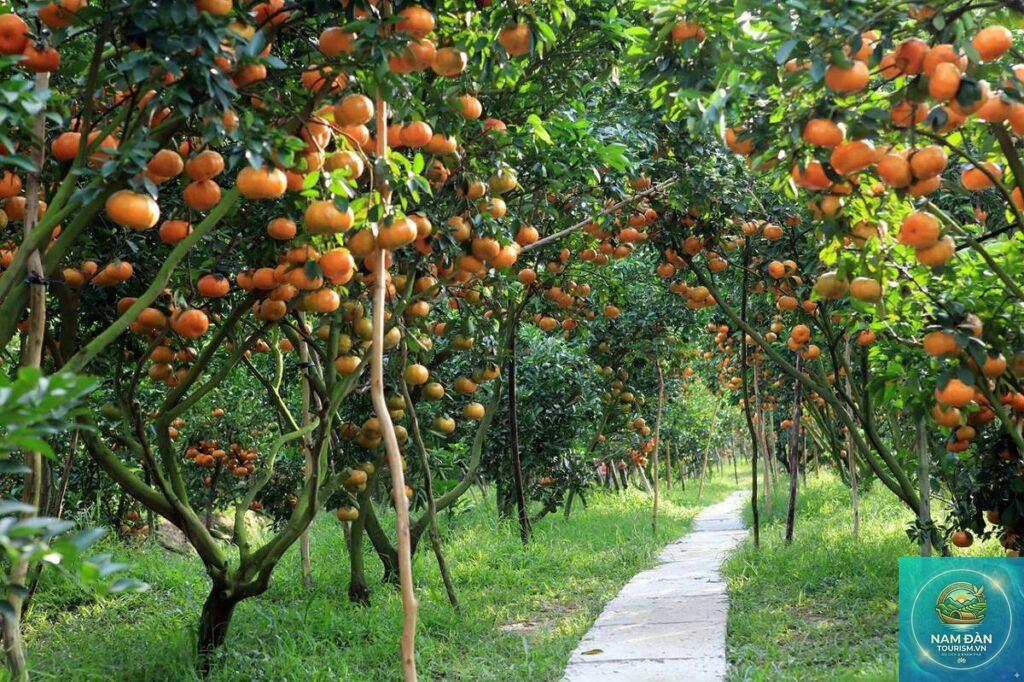 vườn cây ăn trái cai lậy