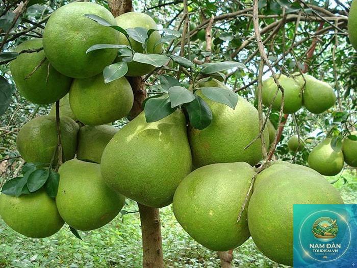 vườn cây ăn trái cai lậy - Hình 2