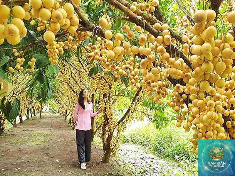 vườn cây ăn trái cai lậy - Hình 4