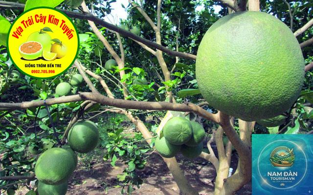 vườn cây ăn trái giồng trôm