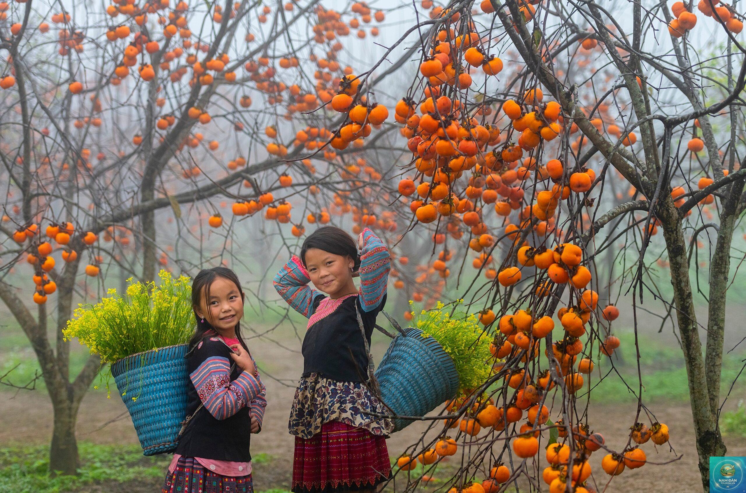 vườn cây ăn trái hồng dân - Hình 2