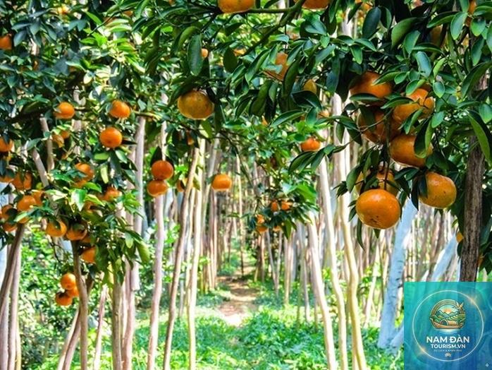 vườn cây ăn trái lai vung - Hình 4