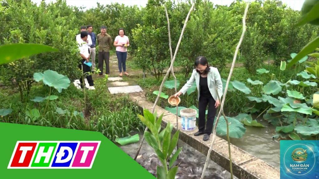 vườn cây ăn trái lấp vò