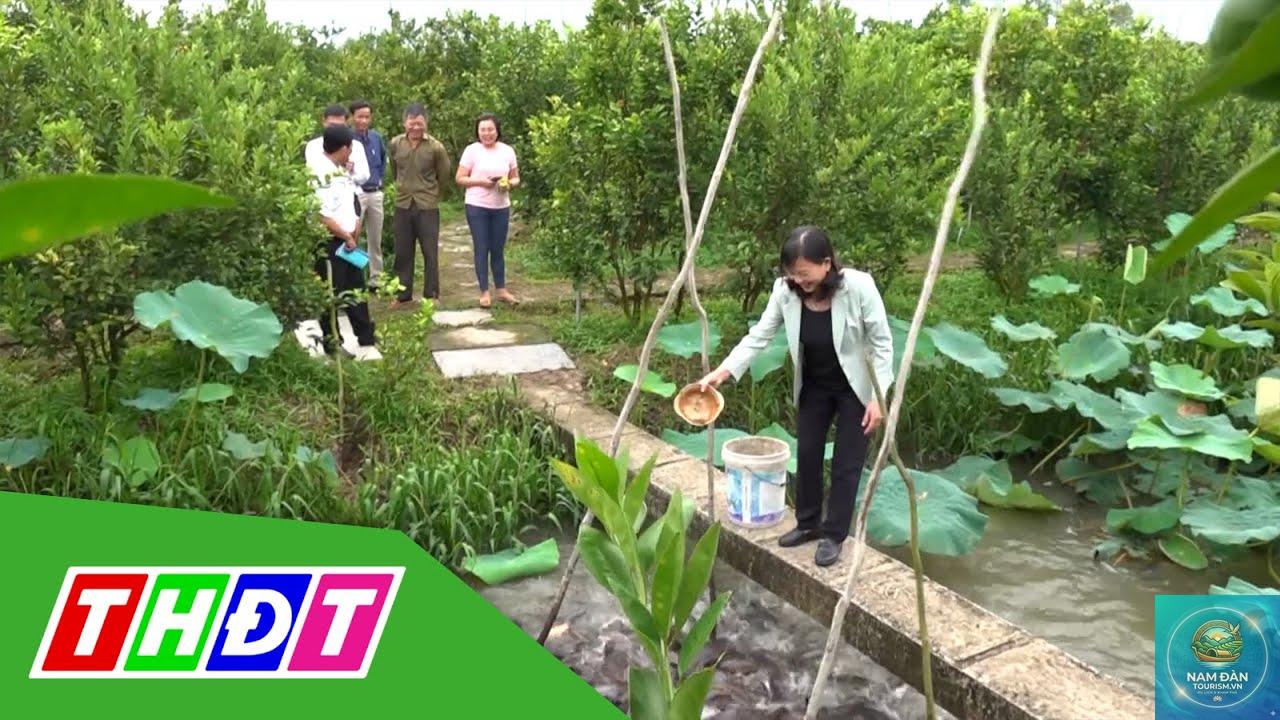 vườn cây ăn trái lấp vò - Hình 1