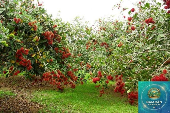 vườn cây ăn trái long hồ - Hình 5