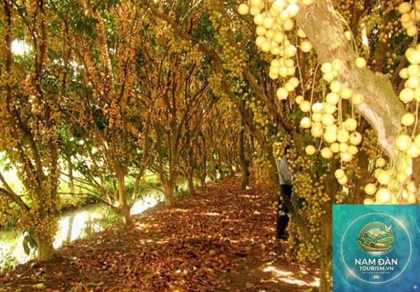 vườn cây ăn trái long trung - Hình 5