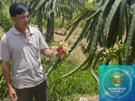 vườn cây ăn trái mang thít - Hình 2
