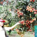 Khám phá vườn cây ăn trái Mang Thít – thiên đường trái cây miền Tây Khám phá vườn cây ăn trái Mang Thít – thiên đường trái cây miền Tây